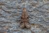 Ephestia sp.